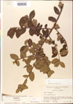000003015-thumbnail.jpg