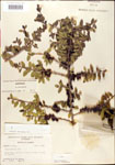 000003018-thumbnail.jpg