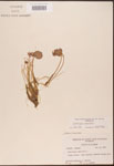 000003055-thumbnail.jpg