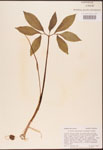 000003064-thumbnail.jpg