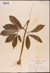 000003073-thumbnail.jpg