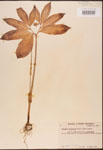 000003076-thumbnail.jpg