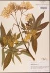 000003081-thumbnail.jpg