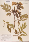 000003082-thumbnail.jpg