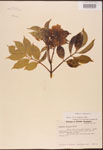 000003084-thumbnail.jpg