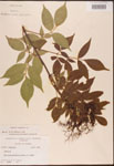 000003085-thumbnail.jpg