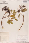 Sambucus
