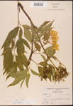 Sambucus