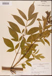 Sambucus