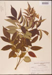 000003093-thumbnail.jpg