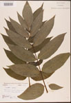 000003096-thumbnail.jpg