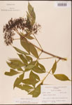 Sambucus