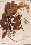 000003101-thumbnail.jpg