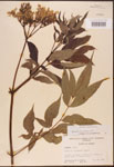000003104-thumbnail.jpg