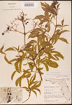 000003106-thumbnail.jpg