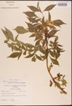 Sambucus