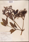 Sambucus