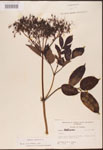 Sambucus