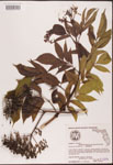 000003113-thumbnail.jpg