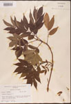 000003114-thumbnail.jpg