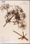 Sambucus