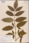 Sambucus