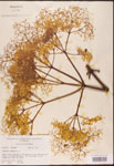 Sambucus