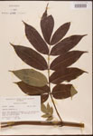 Sambucus