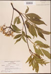 000003124-thumbnail.jpg