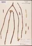 000003125-thumbnail.jpg