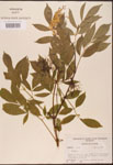 000003126-thumbnail.jpg