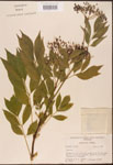 Sambucus