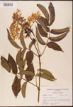 000003129-thumbnail.jpg