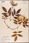 000003132-thumbnail.jpg