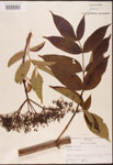000003133-thumbnail.jpg