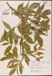 000003135-thumbnail.jpg