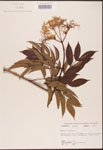 000003136-thumbnail.jpg
