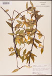 000003147-thumbnail.jpg
