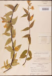 000003152-thumbnail.jpg