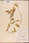 000003154-thumbnail.jpg