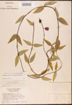 000003158-thumbnail.jpg