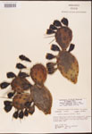 000003172-thumbnail.jpg