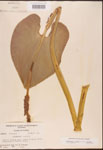 000003180-thumbnail.jpg