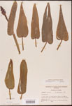 Pontederia