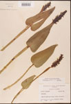 000003183-thumbnail.jpg