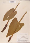 000003184-thumbnail.jpg
