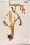 000003186-thumbnail.jpg