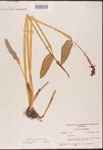 Pontederia