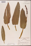 000003188-thumbnail.jpg