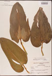 Pontederia